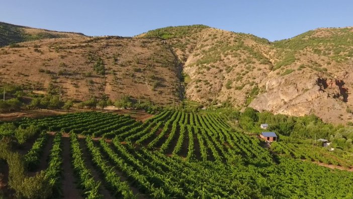 Köhne üzümünde büyük kriz: Fiyatlar yükseliyor, rekolte azalıyor