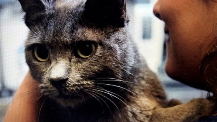 Elektrik akımına kapılan kediye 'protez damak' yaptılar