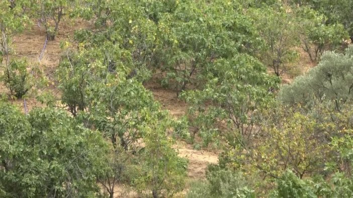 Nazilli'de incir üreticileri isyan etti: 'Bir ton incir satıyor, altın alamıyoruz'