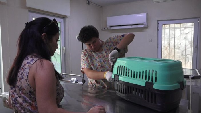 Yaralı gelinciğe hayvan ambulansı ile müdahale