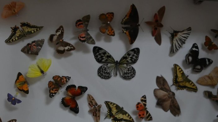 Yozgat'taki böcek müzesi büyük ilgi topluyor
