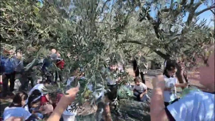 Soma'da hasat şenliği coşkusu: Zeytin kömür kadar değerli!