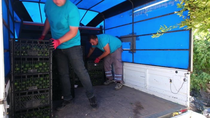 Bodrum Belediyesi, yeşil mandalinada üreticilere destek veriyor