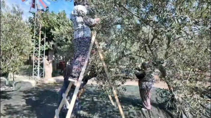 Soma'da zeytin hasadı coşkuyla kutlandı