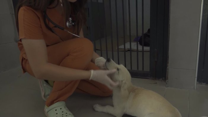 Bursa'da sokak hayvanları için güvenli yuvalar yaratılıyor