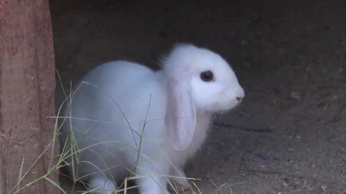 Hayvanları Koruma Günü'nde miniklere özel kutlama