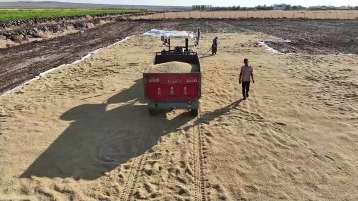 Karacadağ pirincinde hasat dönemi başladı