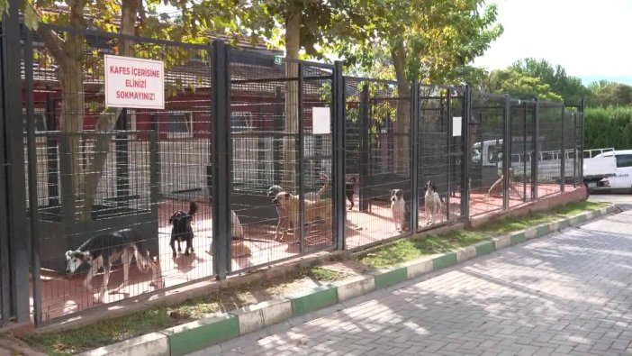 Hayvanları Koruma Günü'nde Osmangazi Belediyesi'nden özel etkinlik