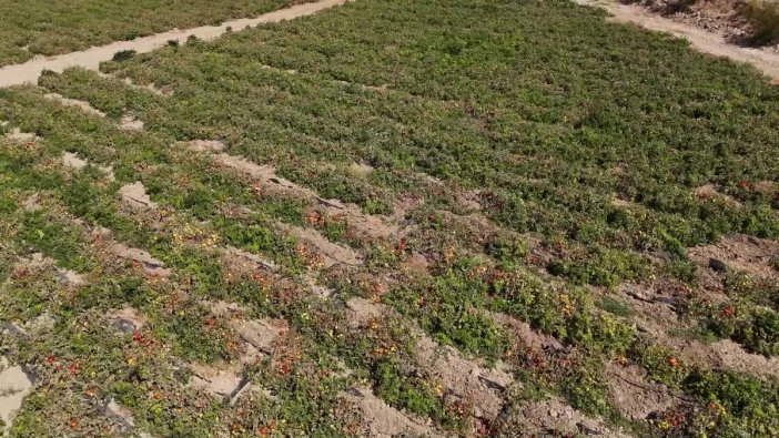 Mersin'den üreticilere büyük destek: Yüzde 70 hibeli domates fideleri