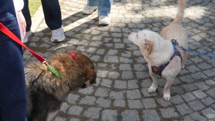 Bursa'da yuvalandırma şenliği heyecanı
