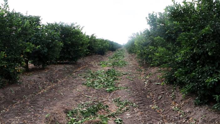 Narenciye bahçelerinde yaz hasarı!