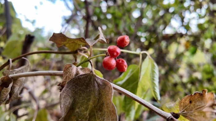 Kuraklık, gilaburu meyvesini yok etti!