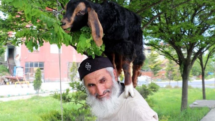 Keçilerini minibüsle gezdirip, omzunda taşıyor