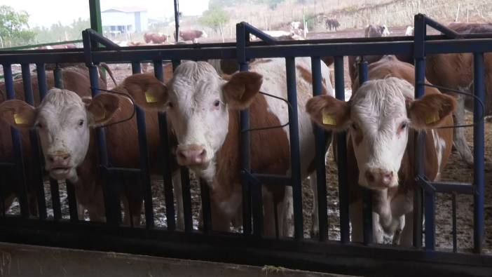 Süt üretiminde Avrupa'yla yarıştıran teknoloji