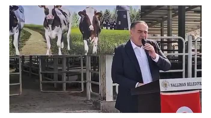 Nallıhan'dan çiftçilere destek: 44 gebe düve verildi