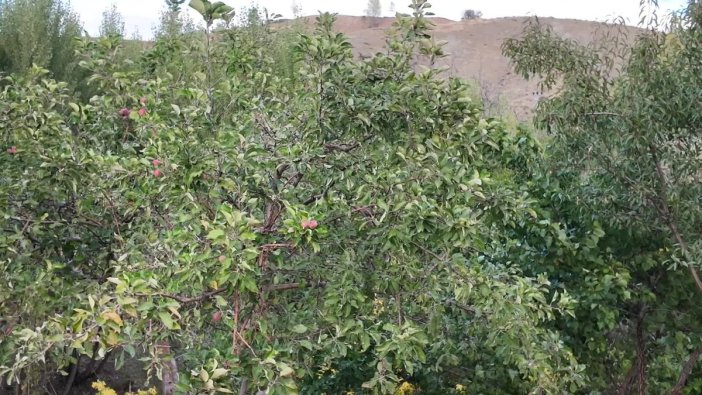 Yozgat'ta ağaçlardan beklenmedik meyve sürprizi