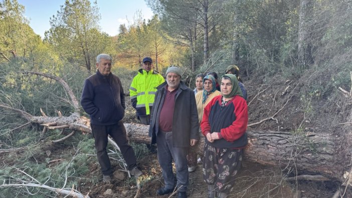 Danıştay, İzmir'deki ağaç kesimlerine dur dedi