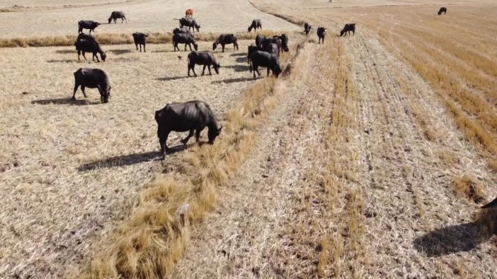 Yozgat'ta manda varlığına can suyu geldi