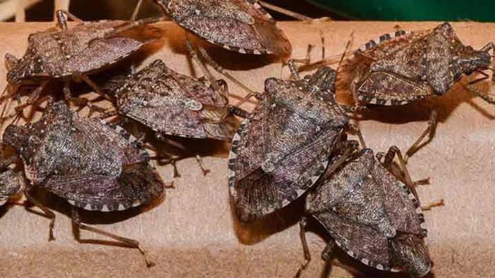 Uzmanı uyardı! Cilde temas halinde alerjik reaksiyon görülebilir