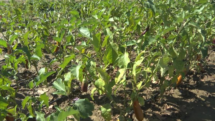 Toprak analizi ile çiftçilerin kazancı ve doğanın korunması sağlanıyor