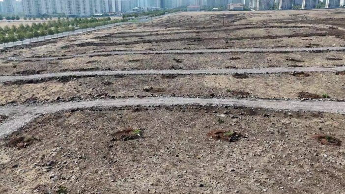 Diyarbakır'da yeşil alan katliamı: 120 ağaç kesildi
