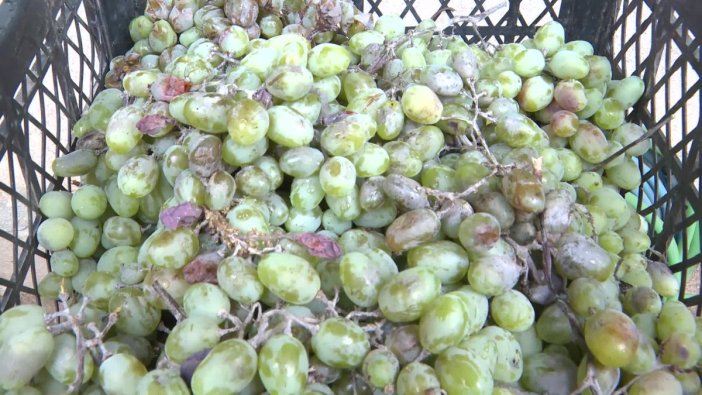 Antalya'dan üreticilere büyük destek: Ekipman hibe ediliyor