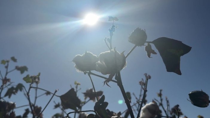 Diyarbakır'da pamuk üreticileri zor günler yaşıyor: 'Sektör bitiyor'