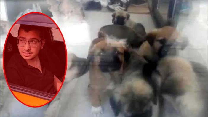 Sahiplendiği kopekleri istismar etmişti! O doktorun cezası belli oldu