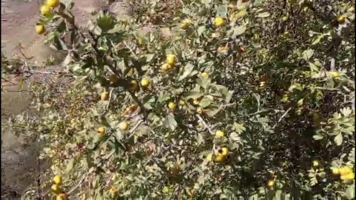 Hekimhan'da alıç sirkesi üretimi, sağlığı artırırken köylüyü de sevindiriyor