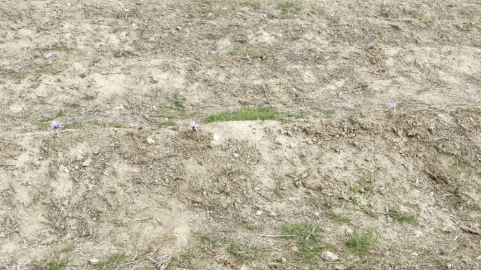 Safran Festivali'nde gastronomi ve kültür buluştu