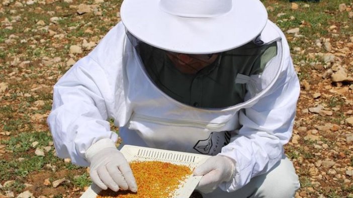 Adıyaman'da arıcılar yılın ilk polen hasadına başladı