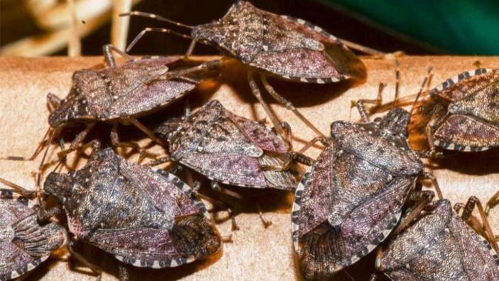 Karadeniz'den sonra şimdi de İç Anadolu'da görüldü!