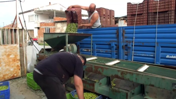 Burhaniye'de yeşil zeytin hasadı coşkusu başladı