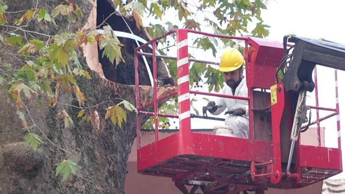 346 yıllık çınar ağaçları geleceğe taşınıyor