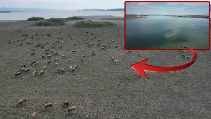 Büyükçekmece Gölü kurudu koyunlara otluk oldu!