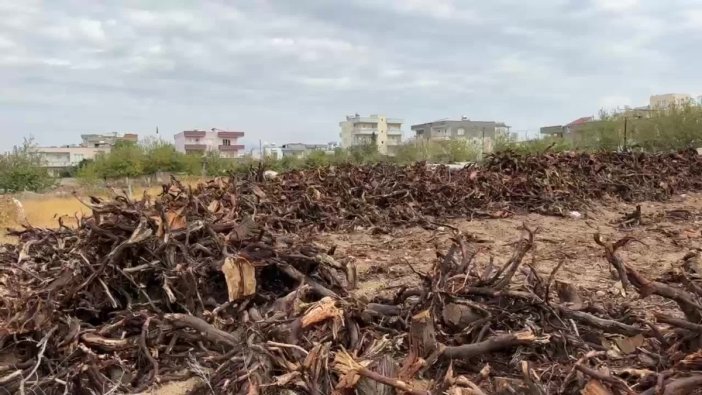 Adıyaman'da badem üreticileri ağaçlarını sökme yoluna gidiyor