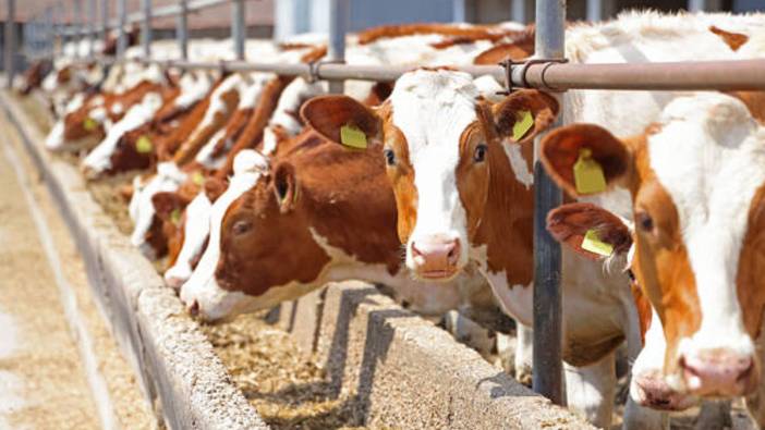 Şap krizi hayvancılığı vurdu!