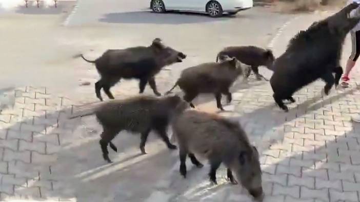 Beslemeye çalıştığı yaban domuzu kolunu ısırdı!