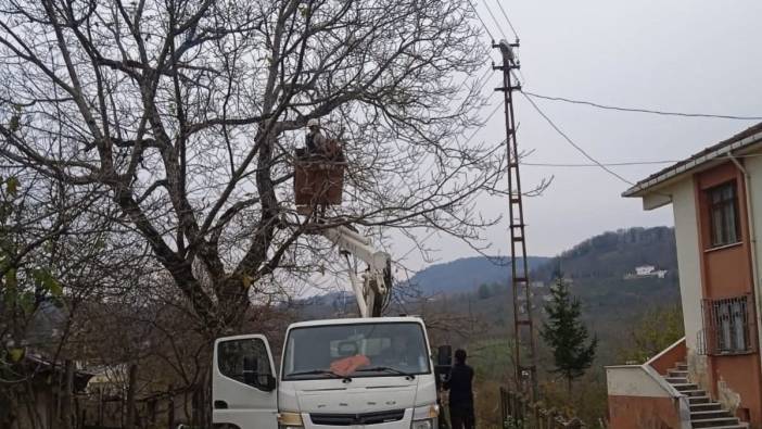 Ordu Kumru'da Elektrik Tellerine Temas Eden Ağaçlar Budandı: "İşbirliğiyle Çözdük"