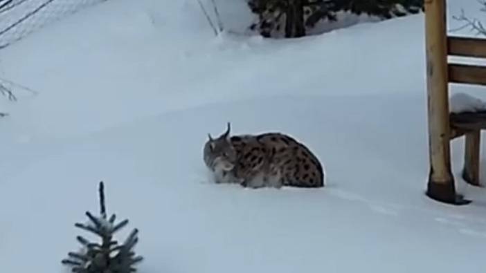 Gümüşhane'de Vaşak Sürprizi: Yerleşim Yerlerine İndi