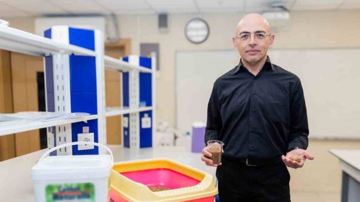 Ceviz Kabuğundan Organik Kedi Kumu: Sağlık ve Çevre Dostu Yenilik