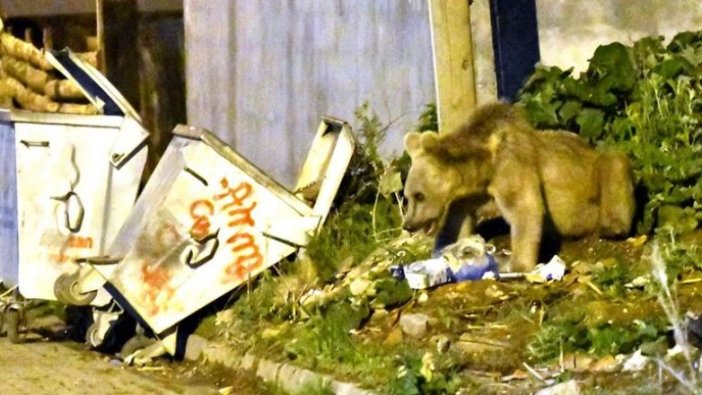 Acıkan bozayı mahalleye indi
