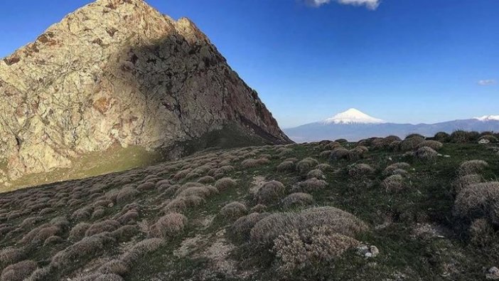Toprağın bekçisi' geven kurak alanları erozyona karşı koruyor