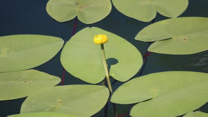 Bolu'daki göllerde yetişen nilüferleri koparana yüksek para cezası