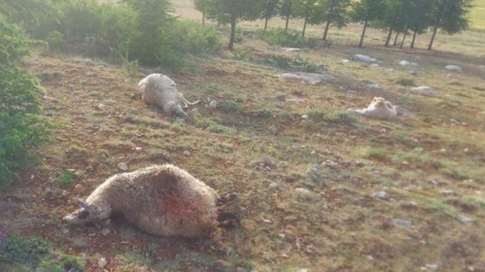 Burdur'da yıldırım isabet eden 13 koyun telef oldu