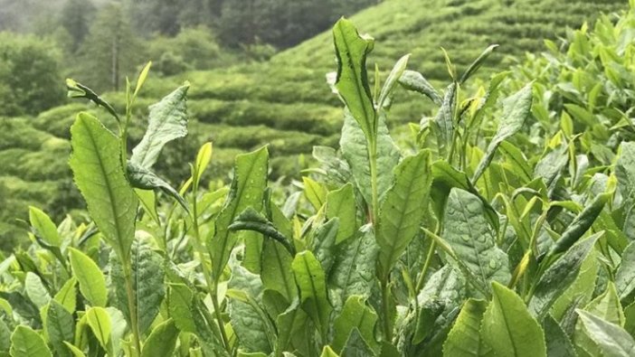 ÇAYKUR 203 bin ton yaş çay aldı