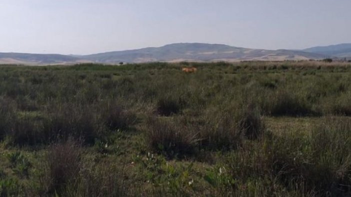 Çorum'da jandarma ve avcılar 'aslan' izi sürecek