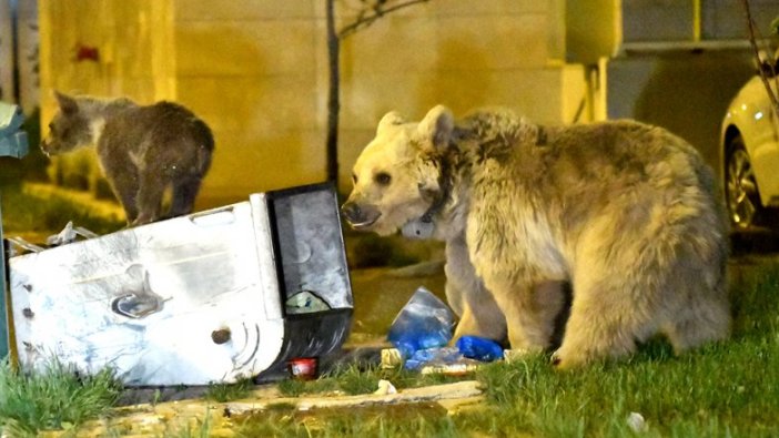 Sarıkamış'ta mahallelere bozayılar indi
