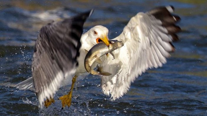 'Van Gölü'nün incisi'ni kaçak avlayanlara 200 bin lira ceza