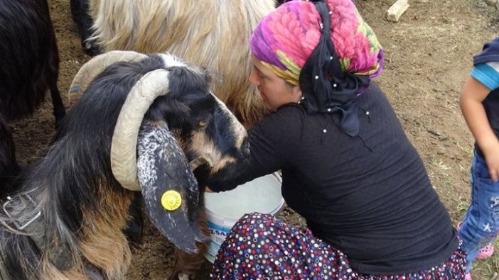 Yörük kadınların zorlu yayla mesaisi sürüyor